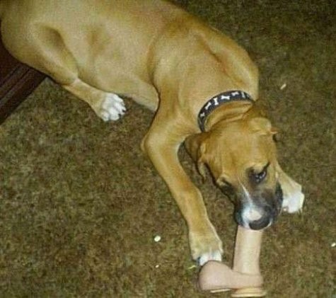 Doggy chew toy
