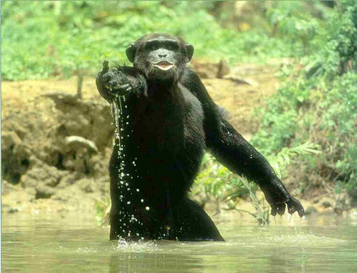 Join the monkey for a dip