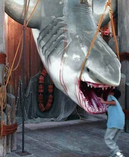 Inside a shark