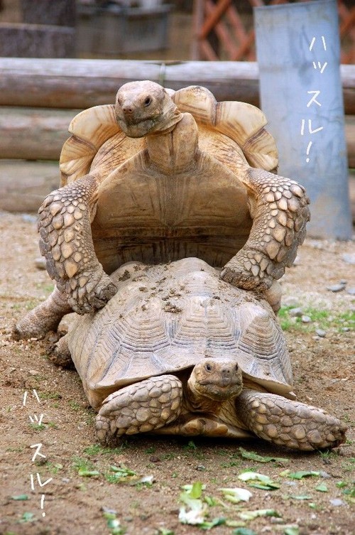 Turtle Humper
