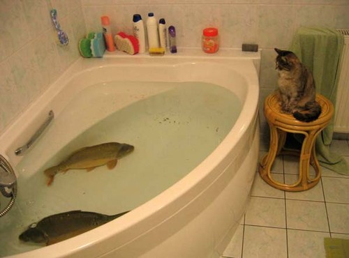 like catching fish in a bathtub