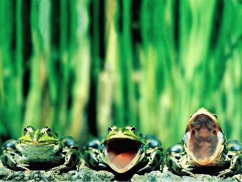 Open wide, frogs