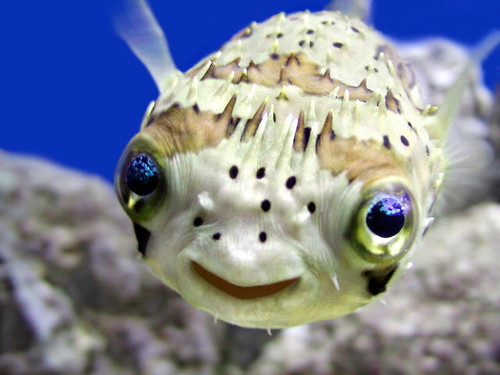 One happy fish