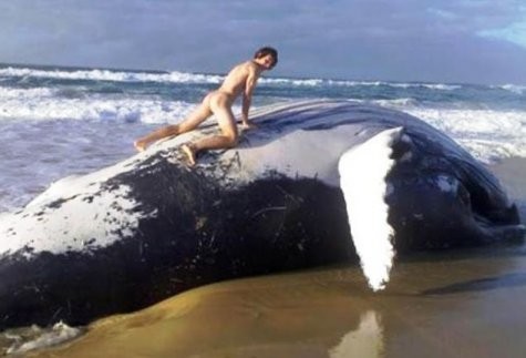 Humping a dead whale