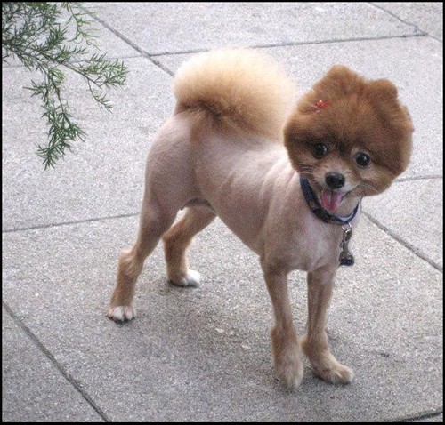 Poor dog has a wild haircut