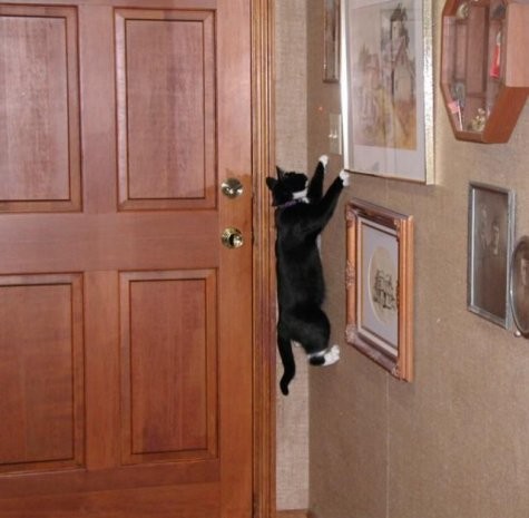 Climber cat