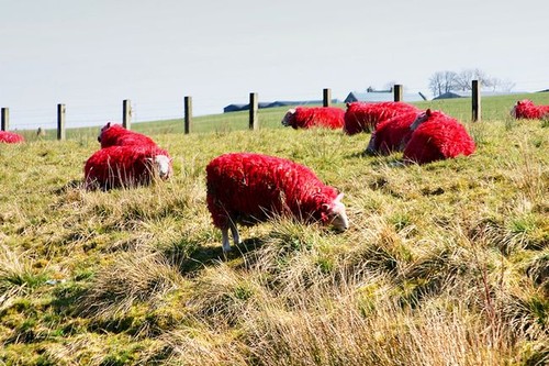 Red sheep to make red clothes