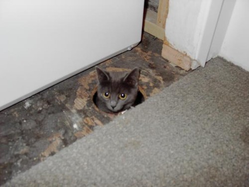 Beware of the floor cat