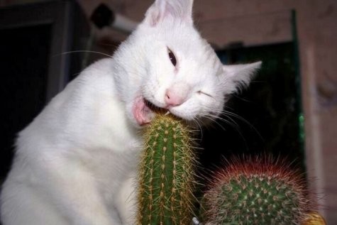 Cactus eating cat