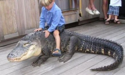 Kid rides around on his croc pet