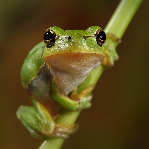 Frog's all like "sup?"