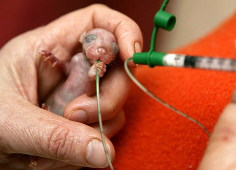Tiny monster baby possum