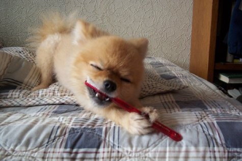 Dog likes to keep his teeth nice and clean