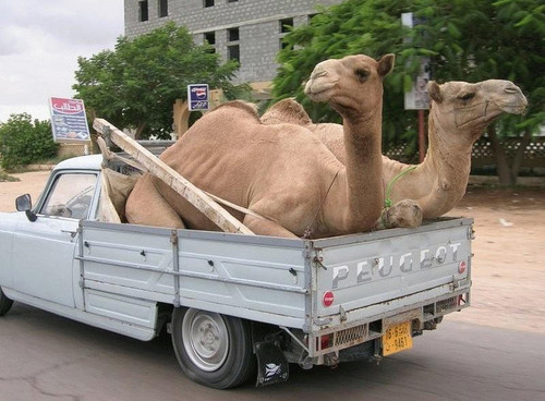 Haulin' a big load of...camels