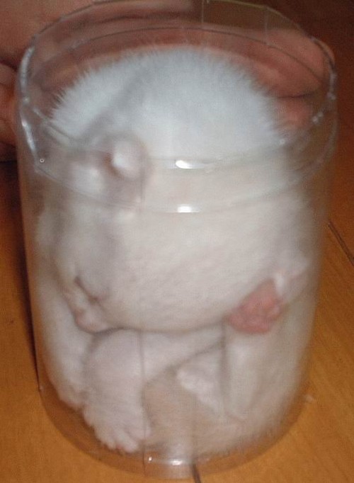 Cat in a jar
