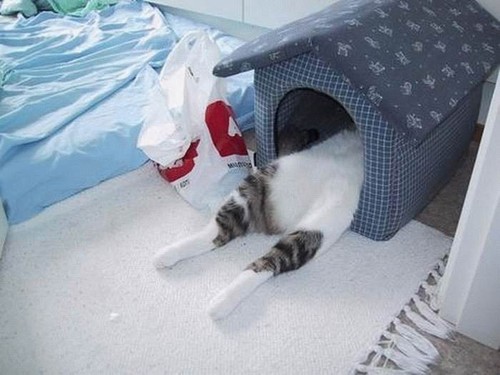 Lazy cat can't even climb in his house