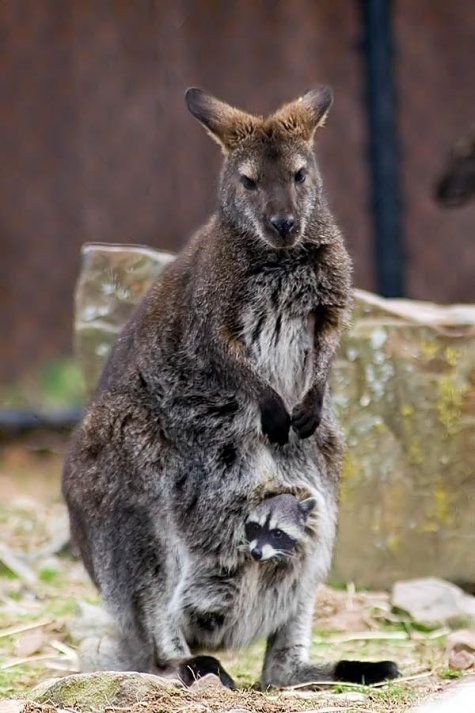 Raccoon gets some heat from his kangaroo friend