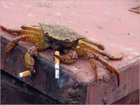 Crab relaxes with a smoke