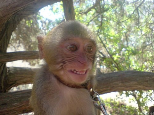 Monkey says hi!