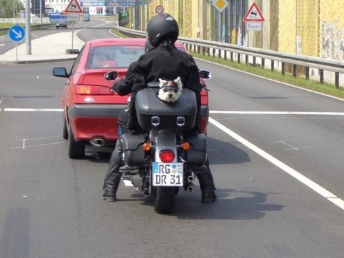 Dog goes everywhere with this biker