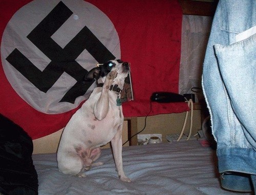 Nazi dog