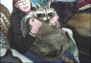 Raccoon bigger than the lady holding it