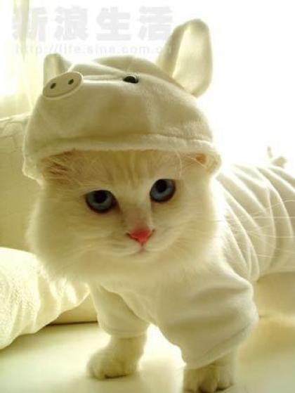 Cute little kitten, forced to dress like a pig
