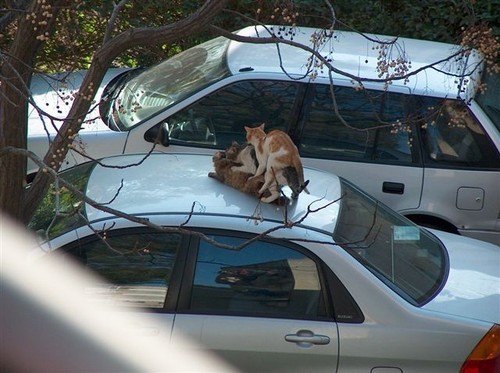 Cartop cat threesome