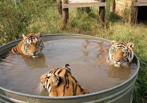 Tigers in the bath