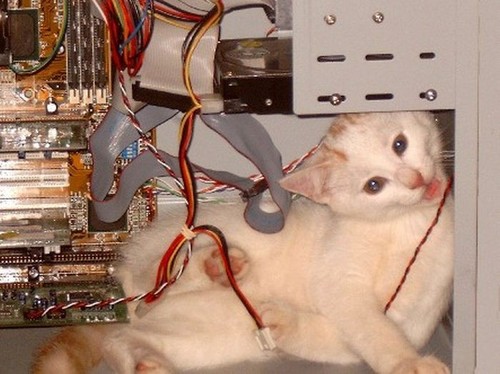 Kitty Computing