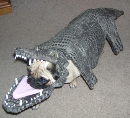 Dog in a gator suit