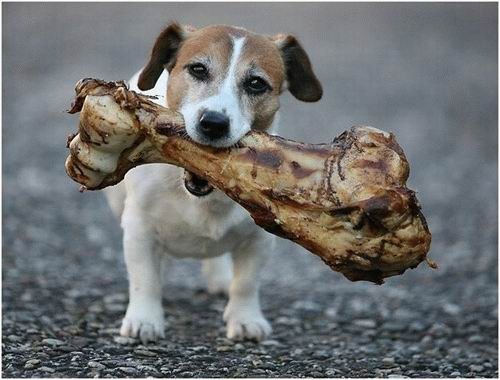 Dog with a...massive, massive bone