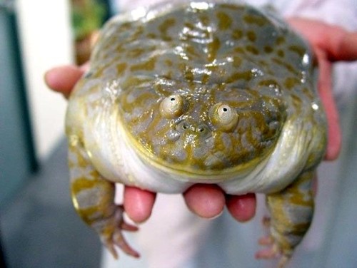 Big freaking frog
