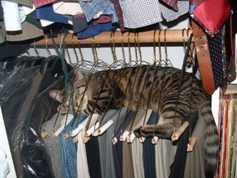 Cozy closet kitty