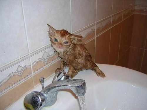 Poor, wet little kitty