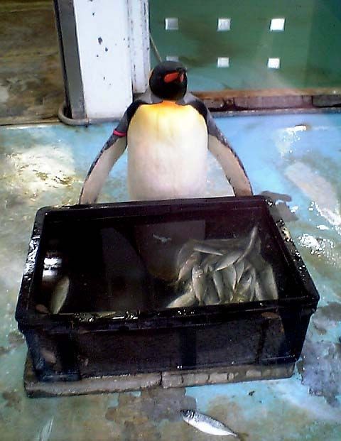 Penguin and his fish