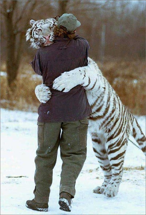 Giving master a big tiger sized hug