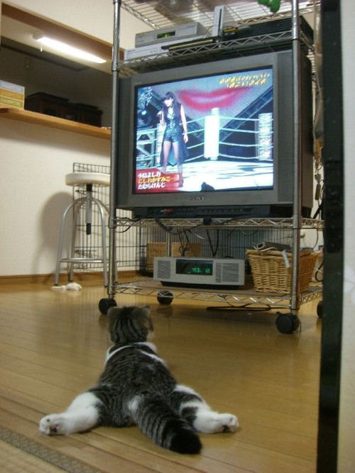 Lazy, TV watching cat