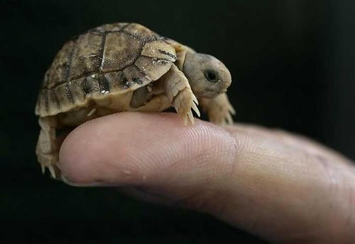 Tiny little turtle