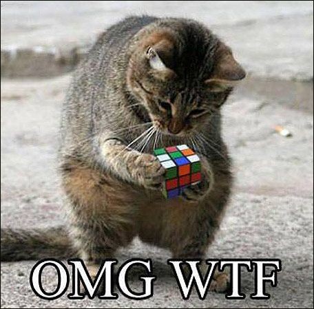 Cat loves it's Rubik's cube