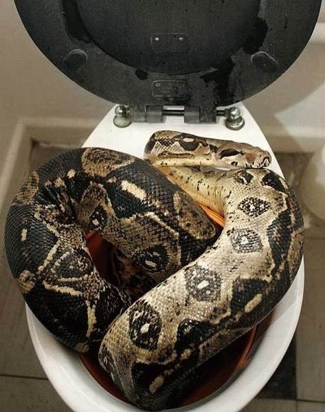 Flush the toilet, quick!