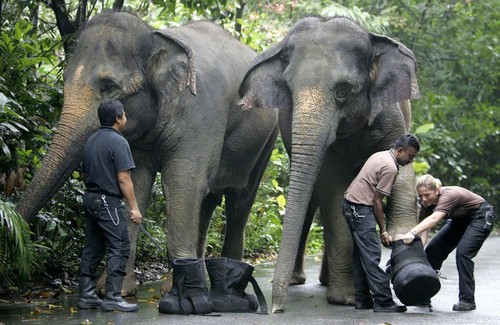 Elephants feet have been cold..time for some booties