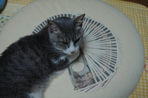 Damn cat and all it's money