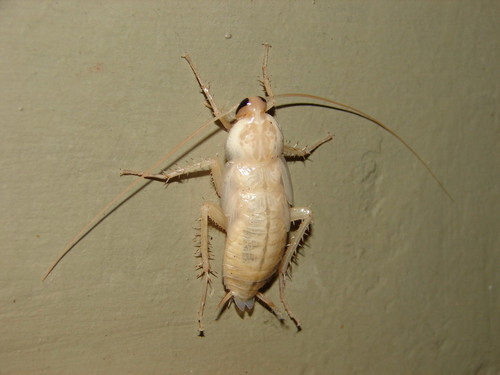 Freaky albino bug