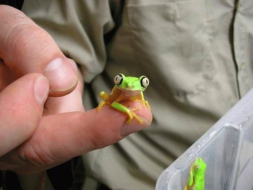 Tiny, tiny little frog