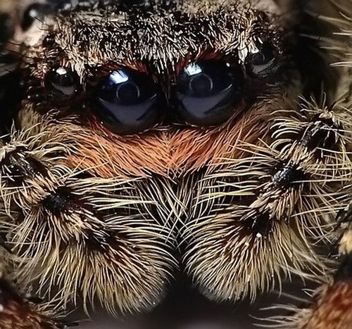 Up close with a spider