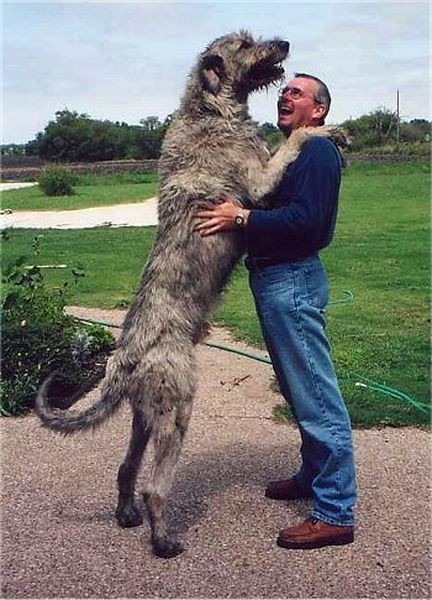 Big freaking dog