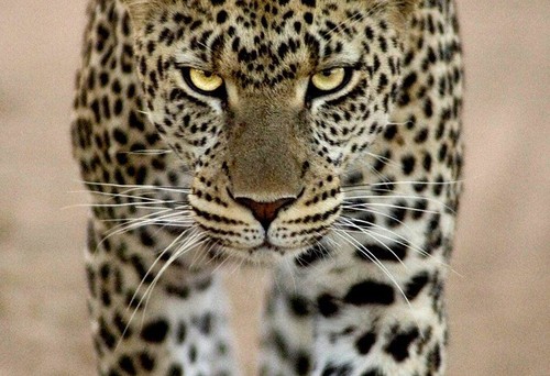 Leopard you don't want to piss off