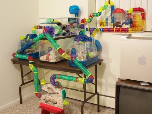 Gerbils here get a huge party house