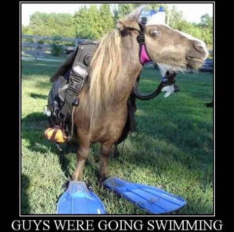 Horse ready to go on a swim